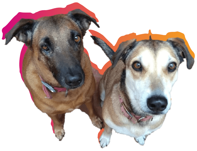 over-ons-dogs